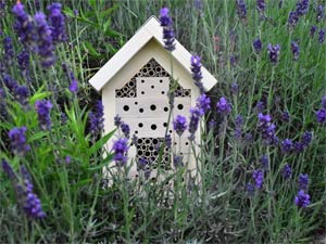 Wildbienenhotel im Lavendelfeld