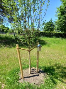 Apfelbaum und Wildbienenhotel