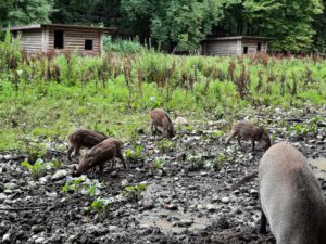 Wildschweine