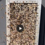 Beitrag zu einem Video mit einem Wildbienenhotel