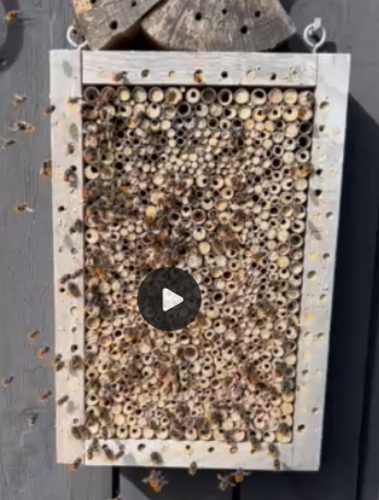 Beitrag zu einem Video mit einem Wildbienenhotel