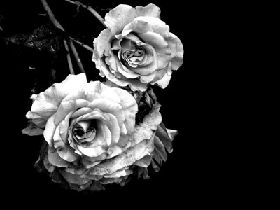 Rose - wir trauern um Volker